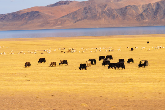 西藏那曲草原牧场上牦牛群30