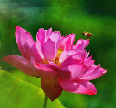 荷花裝飾畫(huà)