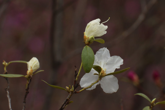 白杜鹃花