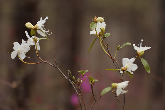 白杜鹃花