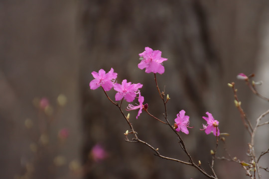 杜鹃花