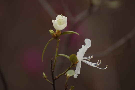 白杜鹃花