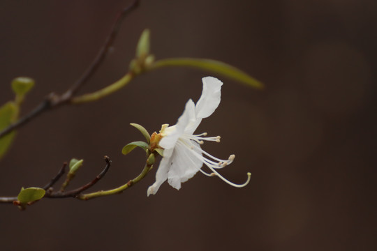 白杜鹃花