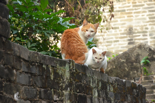 小巷流浪猫