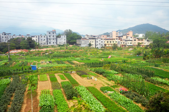 农村菜地