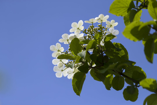 聚八仙花摄影图