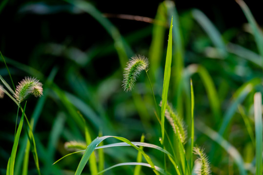 狗尾草的夏天