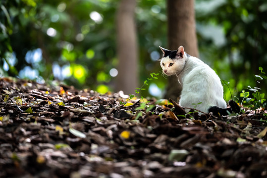 上海嘉定秋霞圃园林景观枫叶猫