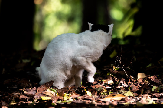 上海嘉定秋霞圃园林景观枫叶猫