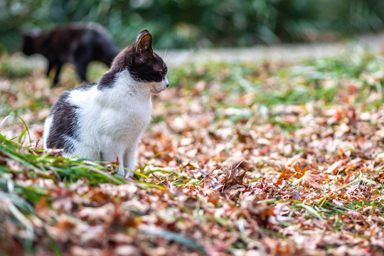 上海嘉定秋霞圃的猫