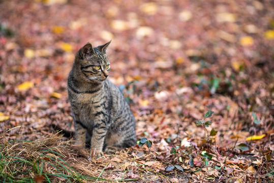 上海嘉定秋霞圃的猫