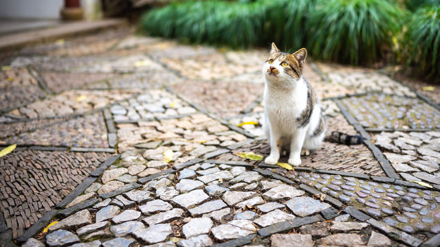 上海嘉定秋霞圃的猫