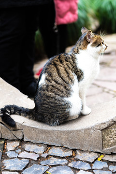 上海嘉定秋霞圃的猫