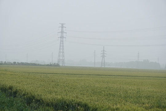 雨后麦田