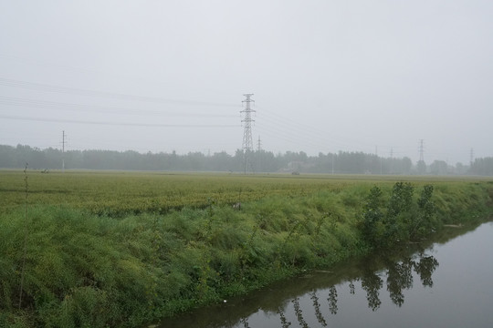 雨中的麦田