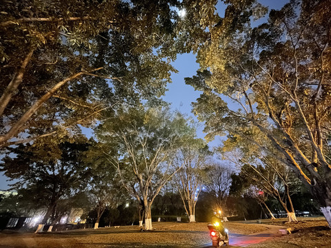 公园夜景树木