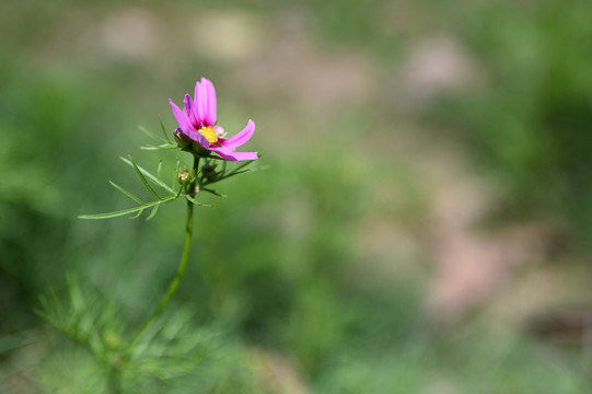 野花野草酸浆草