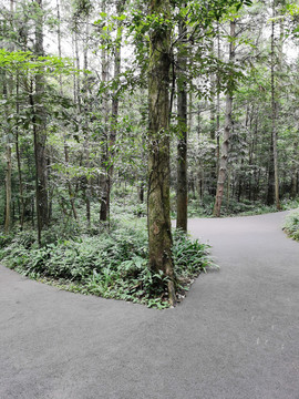 景区步道