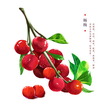 楊梅