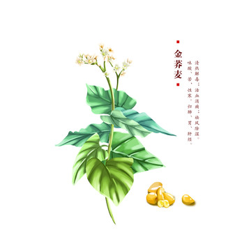 金荞麦