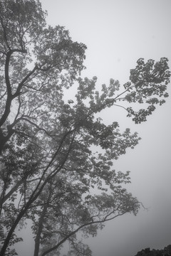云雾中的树