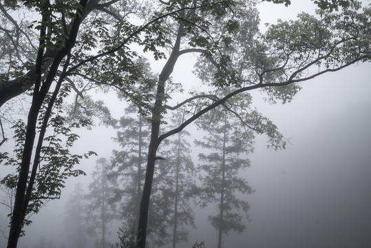 雾中的大树