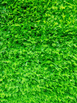 绿植草坪墙面