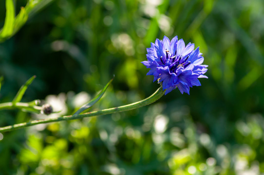 矢车菊