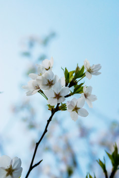 东京樱花