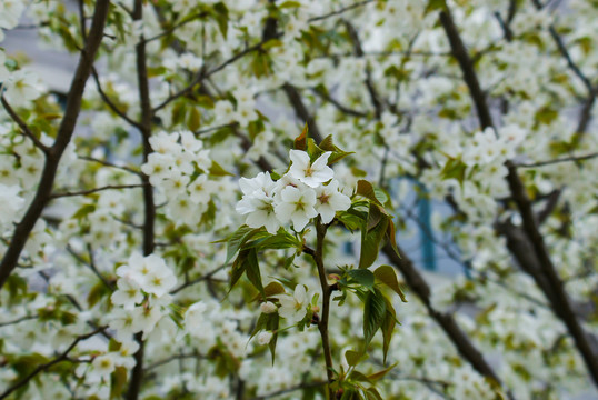 东京樱花樱花