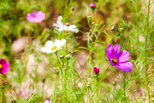 波斯菊格桑花