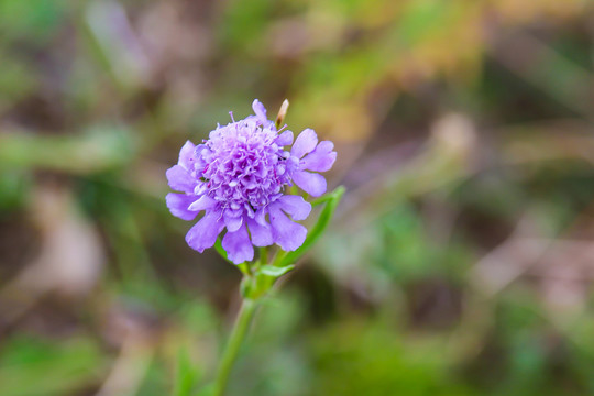 蓝花草