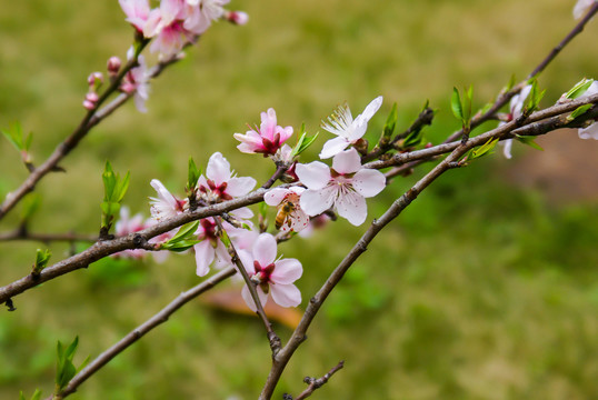 桃花