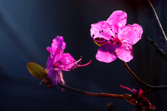 杜鹃花