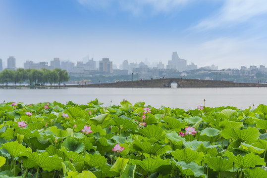 杭州西湖夏天白堤断桥荷花荷叶