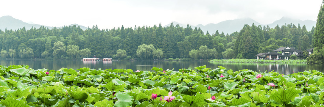 杭州西湖夏天曲院风荷大画幅