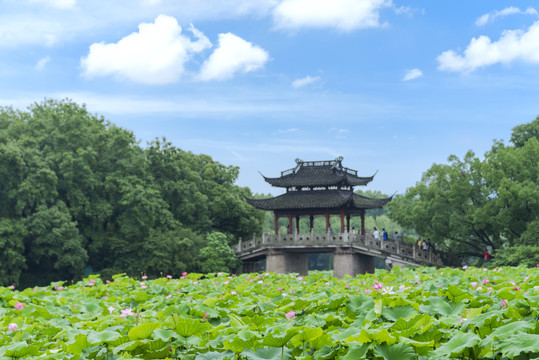 杭州西湖夏天曲院风荷