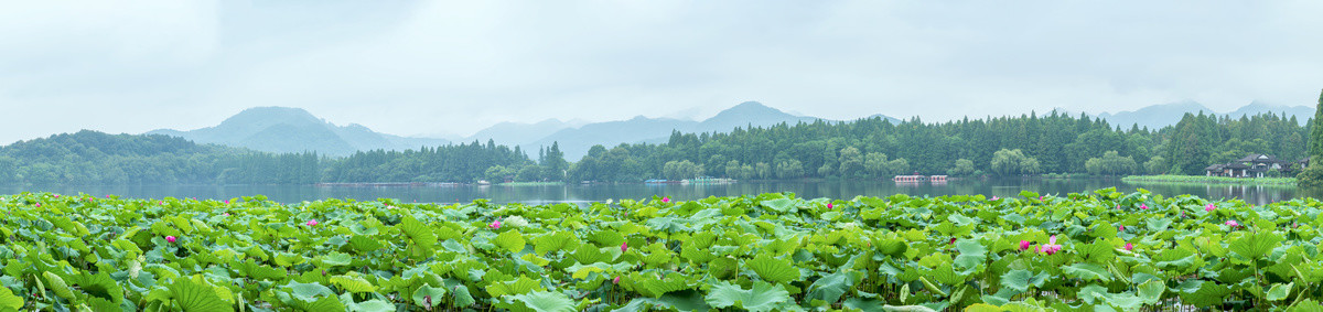 西湖山水荷花曲院风荷全景图