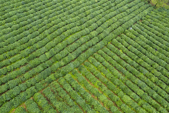 纵横交错的茶田茶园