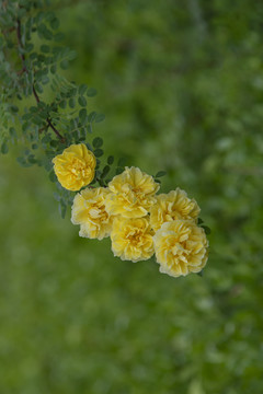 黄色蔷薇