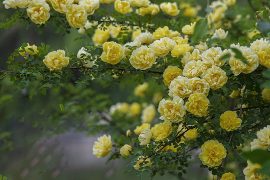 鸡蛋花