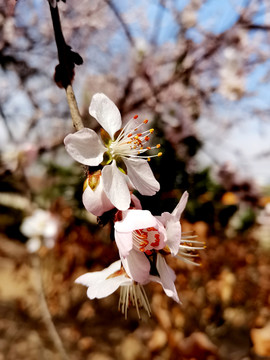 桃花