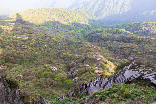 銅仁梵凈山杜鵑花海