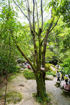 野核桃树