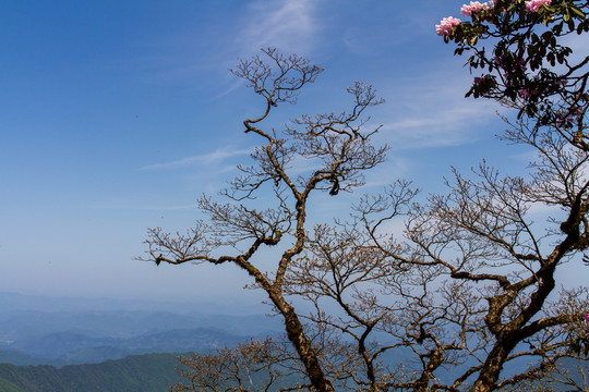 梵净山杜鹃花