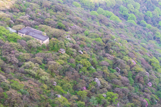 梵净山景区杜鹃花海