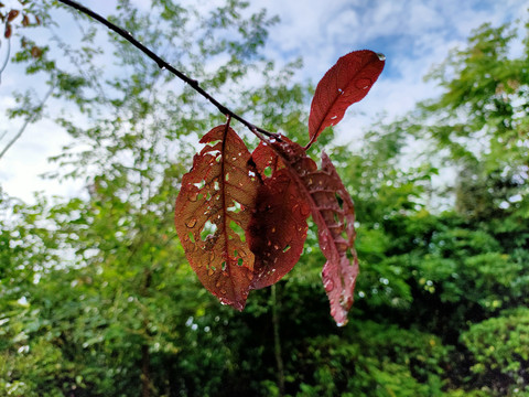 绿树红叶