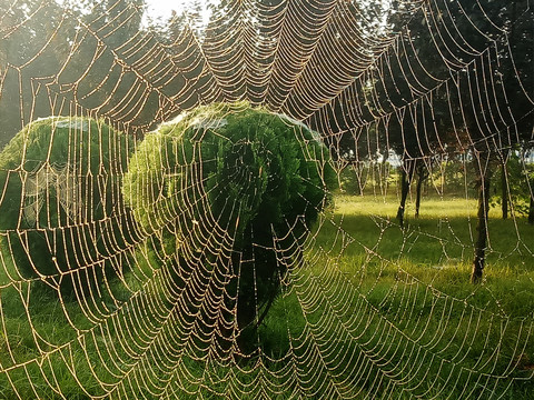 蜘蛛网