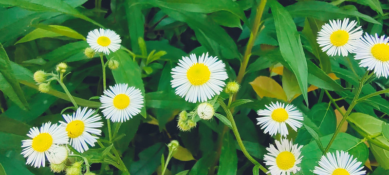 绿色护眼小菊花