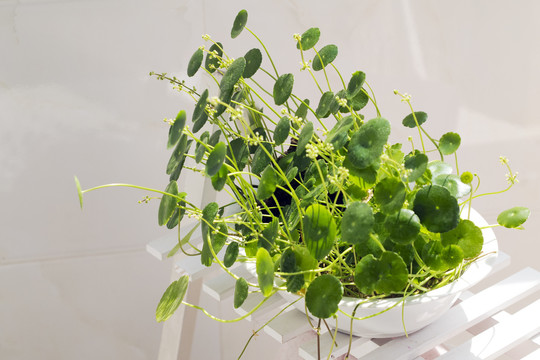 清新綠植銅錢草